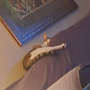 Soxet joined the competition — help win amazing prizes! abyssinian, animal, archaeology, art, bed, cat, couch, dune, egyptiancat, furniture, indoors, interiordesign, kitten, manx, nature, outdoors, painting, pet, sand, wood