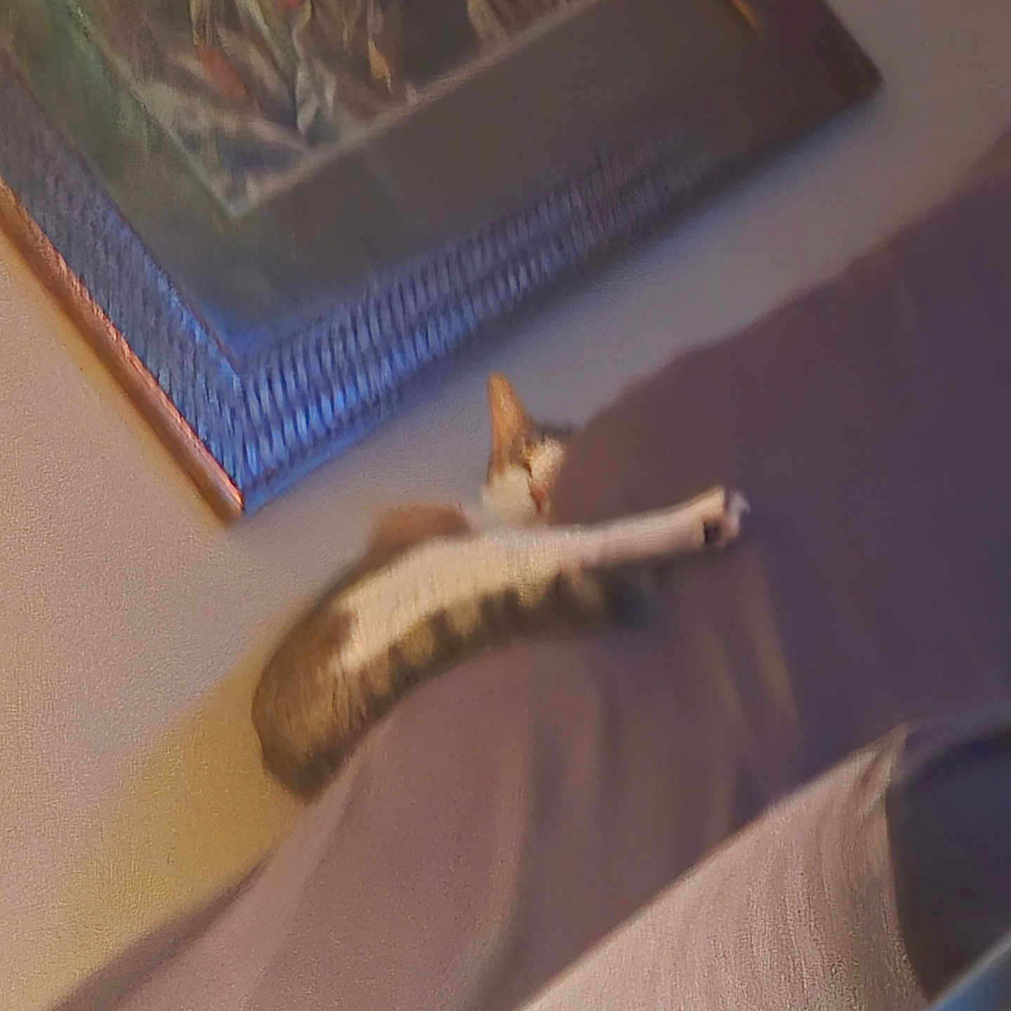 Soxet joined the competition — help win amazing prizes! abyssinian, animal, archaeology, art, bed, cat, couch, dune, egyptiancat, furniture, indoors, interiordesign, kitten, manx, nature, outdoors, painting, pet, sand, wood