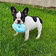 After participe au concours pour gagner de l'argent avec cette photo : dog, puppy, french_bulldog, grass, toy, blue, black_and_white, pet, outdoor, cute, animal, playful, ears, mouth, snout, standing, young, nature, greenery, domestic_animal
