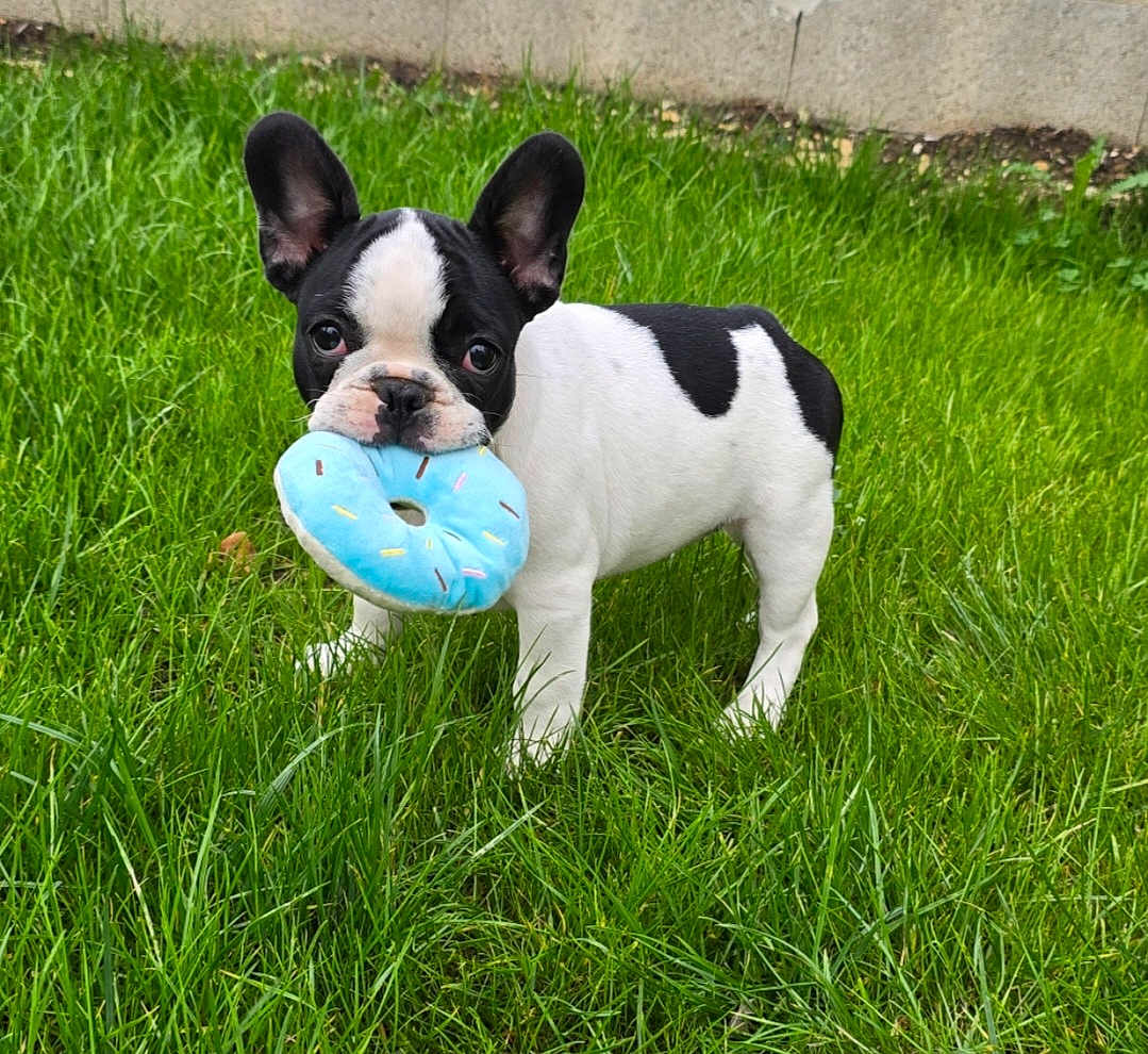 After participe au concours pour gagner de l'argent avec cette photo : dog, puppy, french_bulldog, grass, toy, blue, black_and_white, pet, outdoor, cute, animal, playful, ears, mouth, snout, standing, young, nature, greenery, domestic_animal