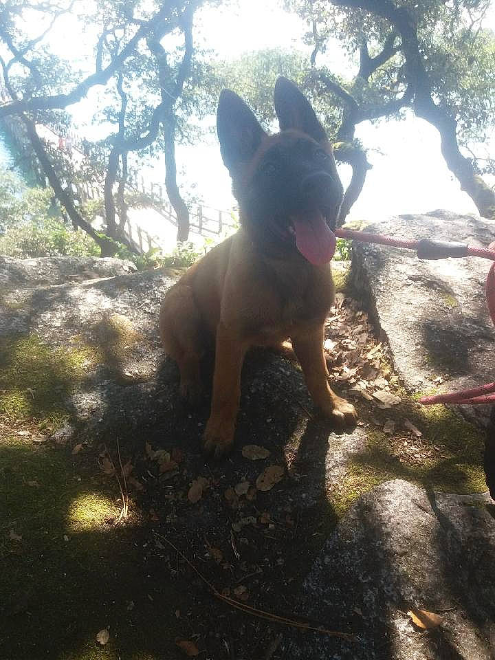 Sockette a rejoint le concours — aidez-le/la à gagner de superbes lots ! boston_terrier, carnivore, companion_dog, dog, dog_breed, fawn, forest, grass, guard_dog, plant, shadow, sky, soil, tail, tree, twig, whiskers, wood, working_animal, working_dog