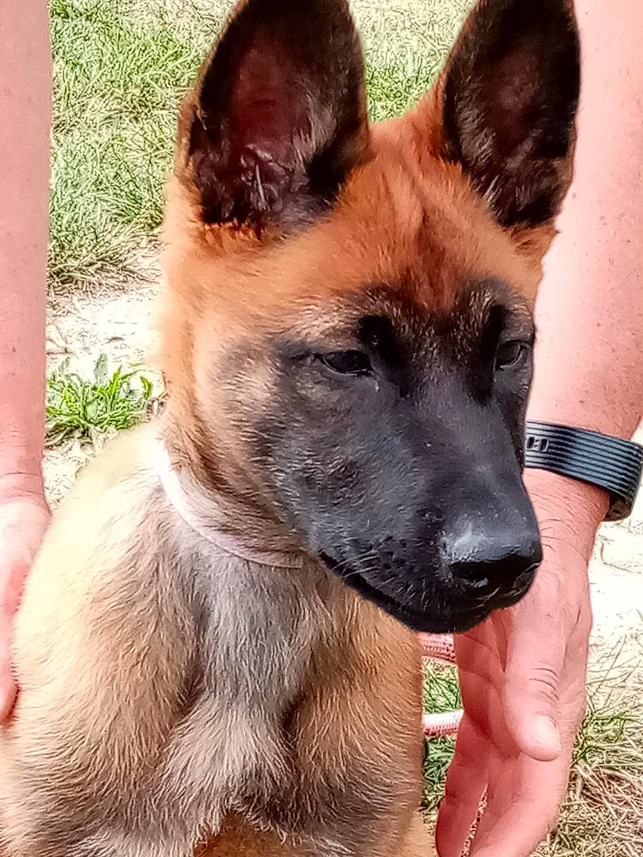 Sockette participe au concours pour gagner de l'argent avec cette photo : ancient_dog_breeds, bicycle, canidae, carnivore, collar, companion_dog, dog, dog_breed, fawn, grass, herding_dog, non_sporting_group, plant, snout, sporting_group, terrestrial_animal, watch, whiskers, working_animal, working_dog