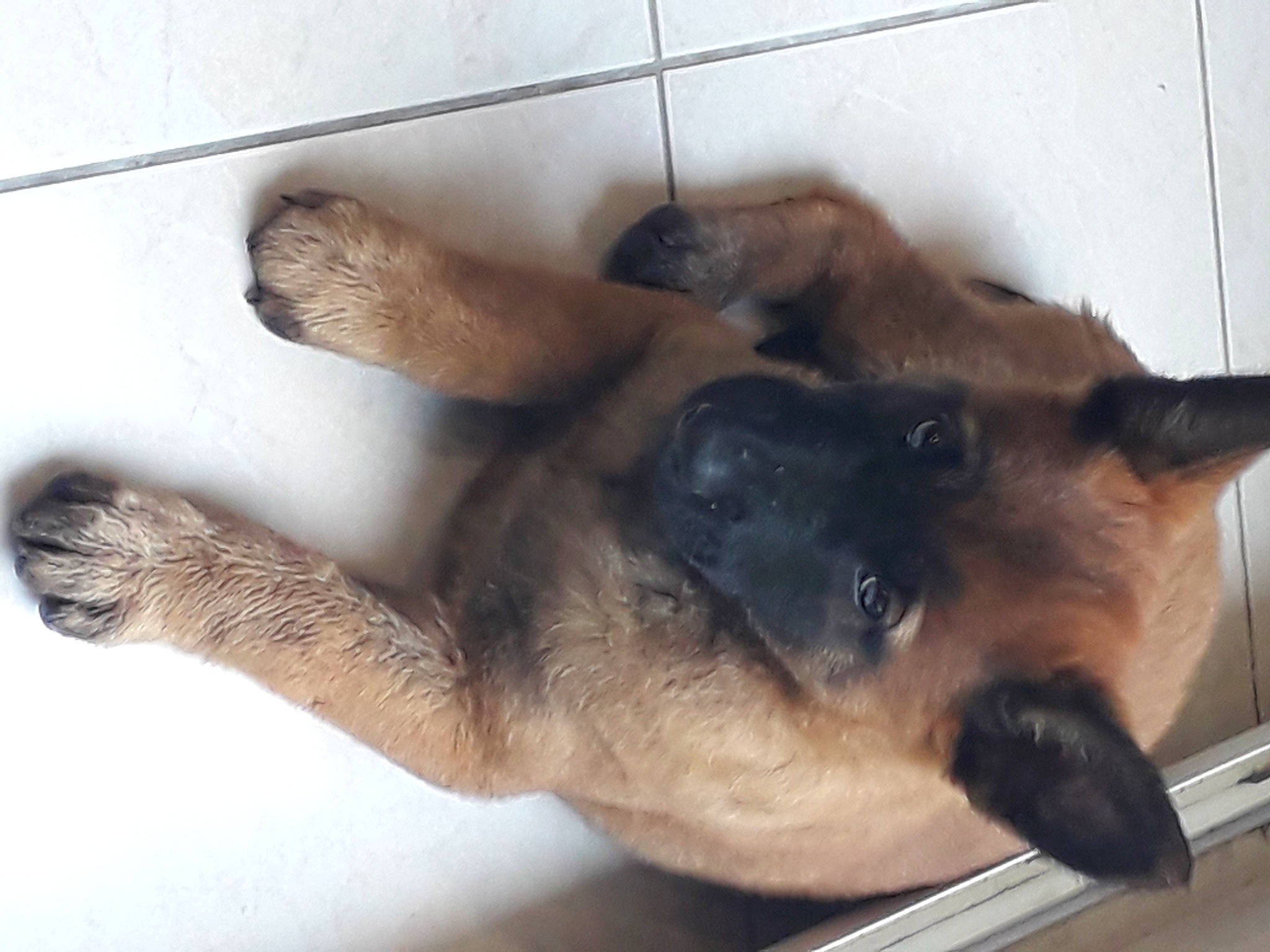 Sockette participe au concours pour gagner de l'argent avec cette photo : canidae, carnivore, cat, companion_dog, dog, dog_breed, fawn, felidae, fur, liver, old_german_shepherd_dog, paw, siamese, small_to_medium_sized_cats, snout, sporting_group, tail, terrestrial_animal, whiskers