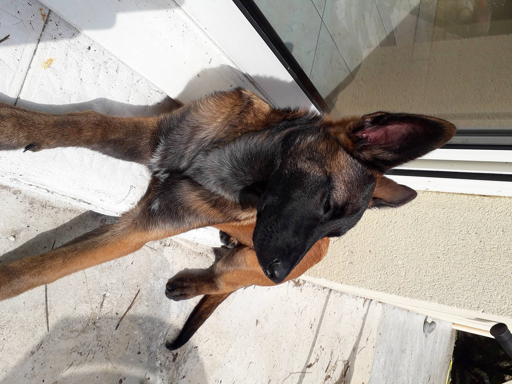 Sockette participe au concours pour gagner de l'argent avec cette photo : biting, canidae, carnivore, dog, dog_breed, ear, fawn, fur, german_shepherd_dog, guard_dog, natural_material, old_german_shepherd_dog, paw, snout, sporting_group, tail, terrestrial_animal, wood, working_animal, working_dog