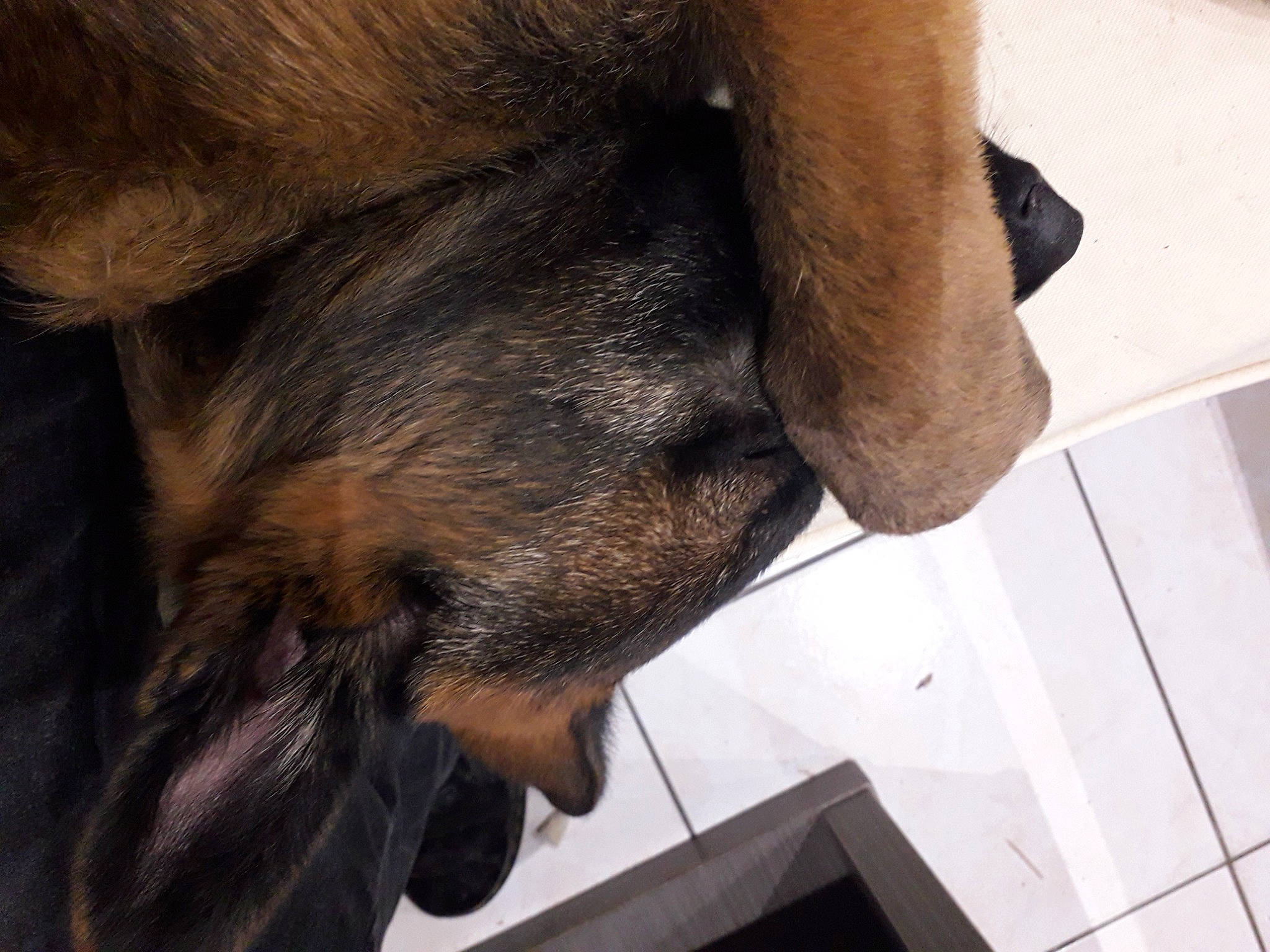 Sockette a rejoint le concours — aidez-le/la à gagner de superbes lots ! canidae, carnivore, claw, comfort, companion_dog, dog, dog_breed, ear, fawn, foot, fur, gesture, human_leg, leg, liver, mammal, snout, sporting_group, tail, whiskers