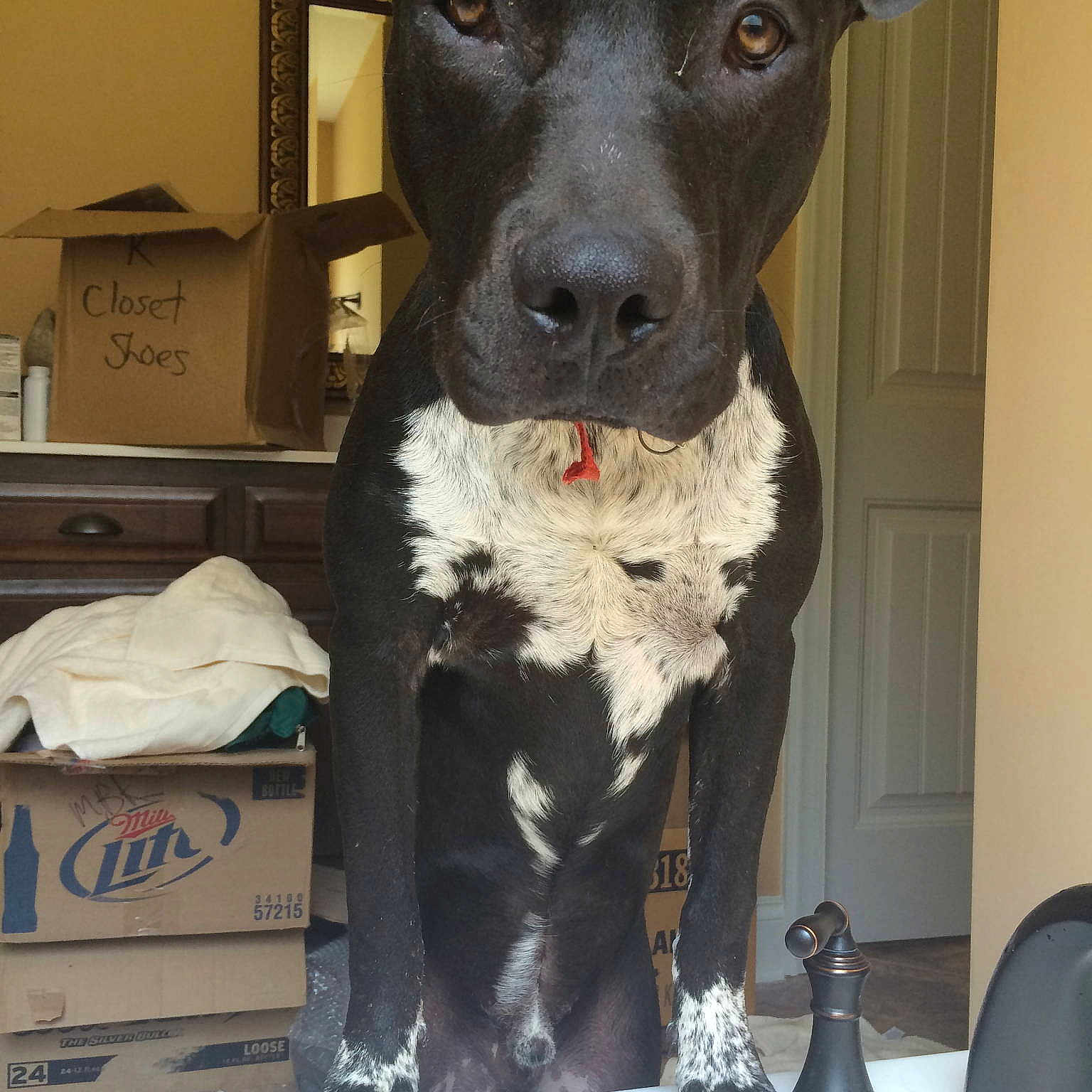 Vinni Diesel is registered to the contest to win money with this photo: