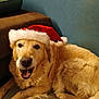 dog, golden_retriever, santa_hat, pet, animal, indoor, brown_couch, blue_wall, fur, smiling, holiday, festive, cute, canine, mammal, portrait, relaxed, companion, domestic_animal, laying_down