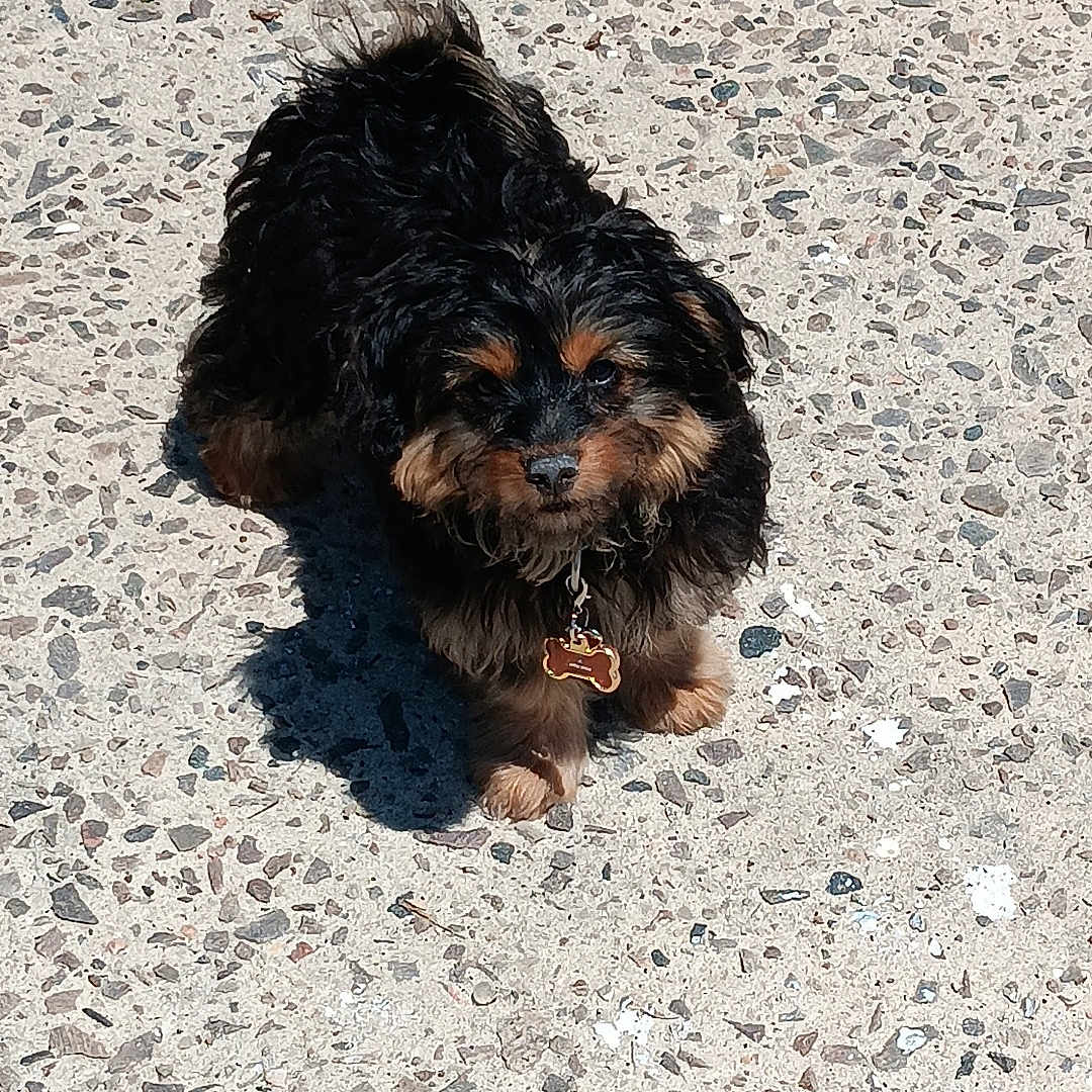 Tiny is registered to the contest to win money with this photo: animal, black_fur, brick_wall, brown_fur, collar, curly_fur, cute, daytime, dog, fur, greenery, outdoor, pavement, pet, puppy, shadow, small_dog, standing, sunlight, tag