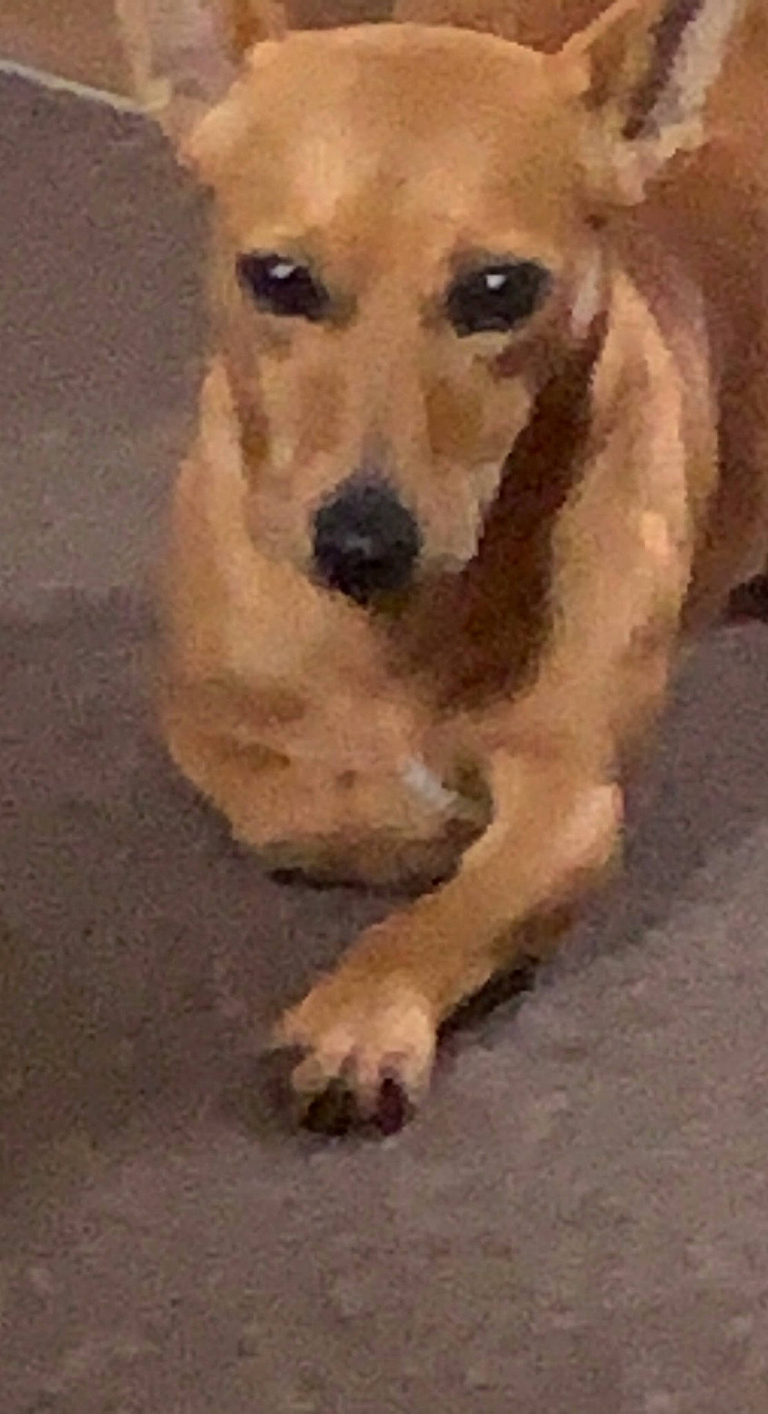 Taya joined the competition — help win amazing prizes! ancient_dog_breeds, art, canidae, carnivore, companion_dog, dog, dog_breed, fawn, flooring, non_sporting_group, paw, snout, sporting_group, street_dog, tail, terrestrial_animal, toy_dog, whiskers, working_animal, working_dog