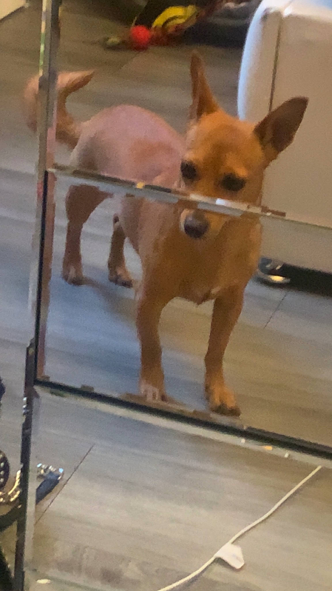 Taya is registered to the contest to win money with this photo: animal_shelter, canidae, carnivore, companion_dog, dog, dog_breed, dog_supply, fawn, flooring, mammal, pet_supply, snout, sporting_group, tail, terrestrial_animal, vertebrate, whiskers, window, wood, working_animal