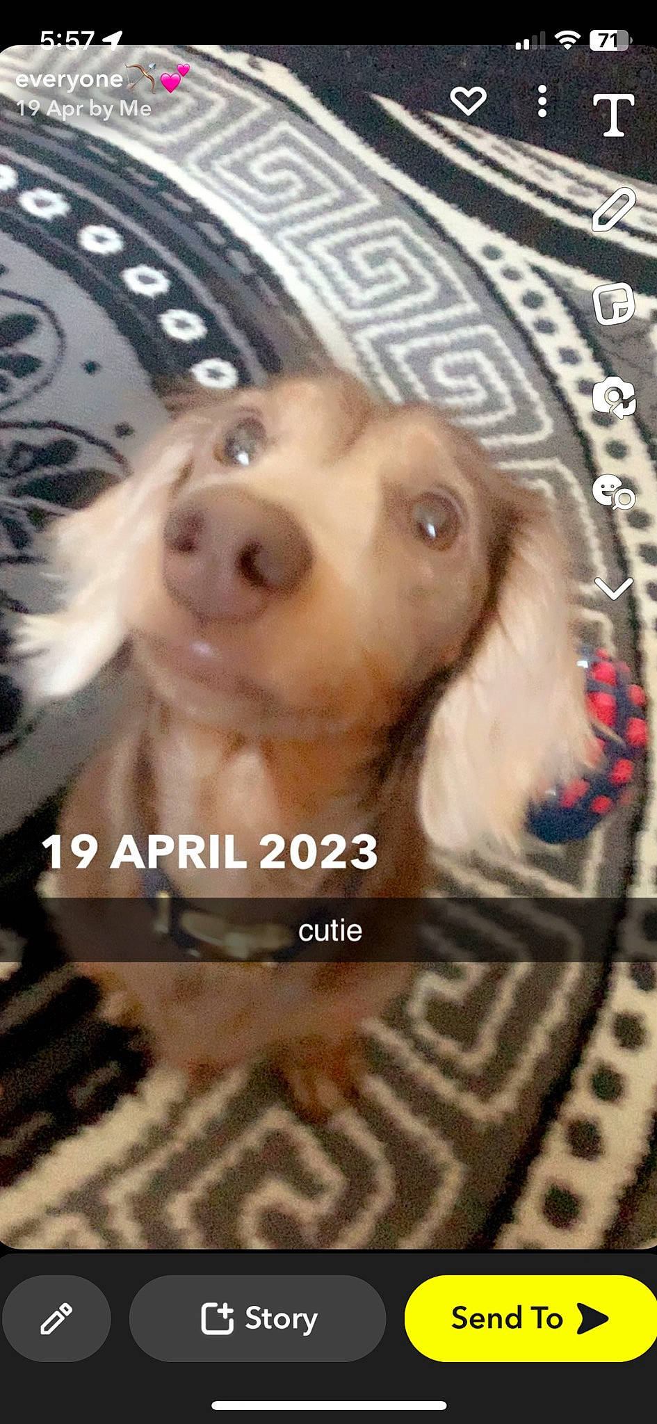 Coco is registered to the contest to win money with this photo: canidae, carnivore, companion_dog, dog, dog_breed, dog_supply, eyelash, fawn, flooring, font, fur, liver, pattern, paw, pet_supply, photo_caption, snout, sporting_group, toy_dog, working_animal