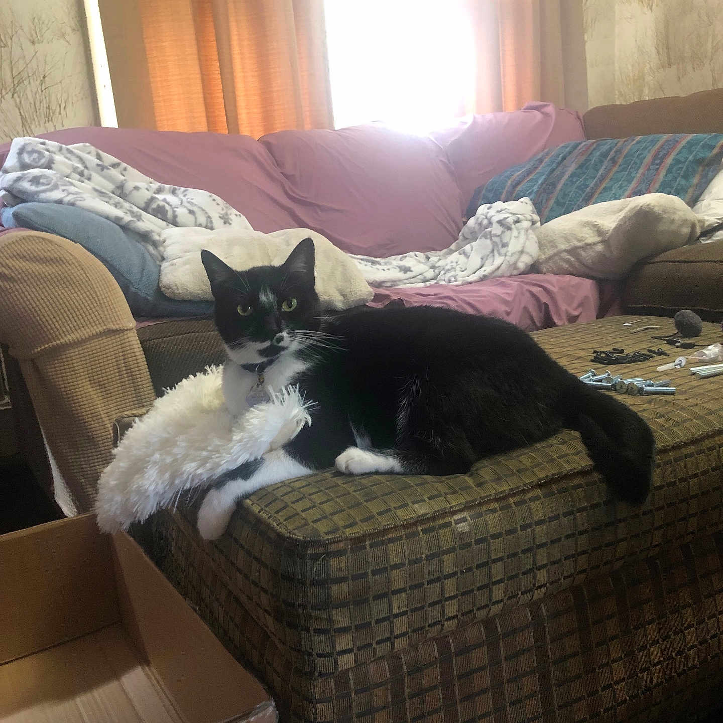 Kofi is registered to the contest to win money with this photo: black_and_white, blanket, cardboard_box, carpet, cat, couch, cozy, curtains, fabric, furniture, home, indoor, living_room, ottoman, pet, relaxed, sunlight, toy, tuxedo_cat, window