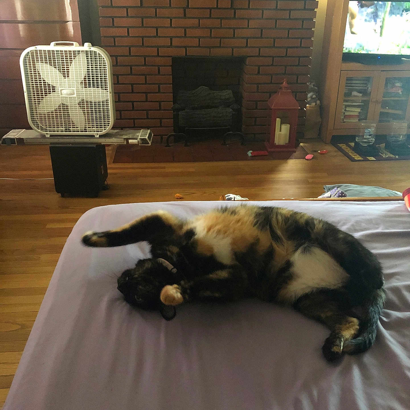 Kiki joined the competition — help win amazing prizes! bed, bedspread, box_fan, brick_fireplace, cabinet, candle, cat, cozy, fan, fireplace, furniture, indoor, lantern, living_room, pet, relaxing, stretching, television, tortoiseshell_cat, wood_floor