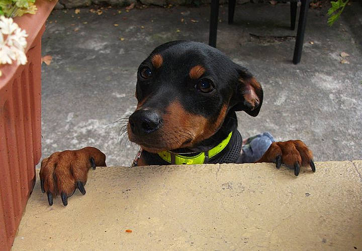 Eragon participe au concours pour gagner de l'argent avec cette photo : alpine_dachsbracke, austrian_black_and_tan_hound, canidae, carnivore, dachshund, dog, dog_breed, guard_dog, hellenikos_ichnilatis, hound, hunting_dog, lithuanian_hound, mammal, montenegrin_mountain_hound, polish_hunting_dog, puppy, snout, transylvanian_hound, tyrolean_hound, vertebrate