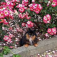 Roxy is registered to the contest to win money with this photo: animal, colorful, concrete, cute, dog, flower, fluffy, garden, green_leaves, nature, outdoor, petals, pink_flower, plants, pomeranian, shrub, sitting, small_dog, sunlight, white_flower