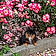 Roxy