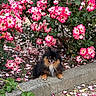 dog, pomeranian, flower, pink_flower, white_flower, petals, garden, plants, concrete, outdoor, nature, cute, fluffy, small_dog, sitting, green_leaves, colorful, sunlight, animal, shrub