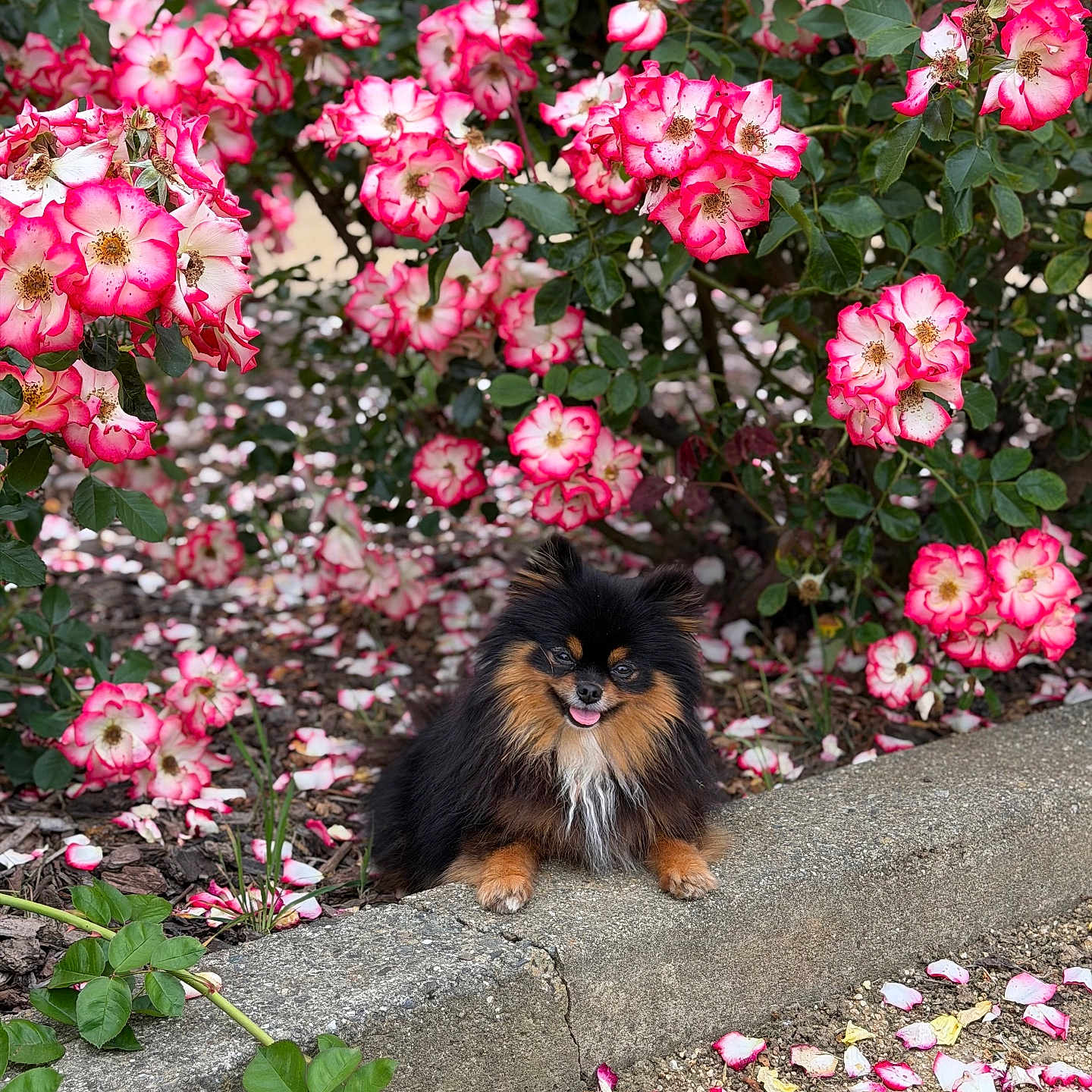 Roxy