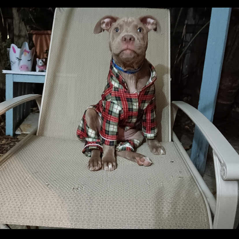 Hippeee joined the competition — help win amazing prizes! animal, beige, chair, collar, curious, cute, decorations, dog, ears, furniture, looking, night, outdoor, paws, pet, plaid_pajamas, puppy, sitting, small_table, unicorn_decor