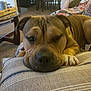 dog, resting, pillow, indoor, carpet, table, glass_table, blanket, person, furniture, living_room, comfort, cozy, brown_dog, paw, face, closeup, relaxation, home, sleepy