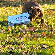 Rufus is registered to the contest to win money with this photo: dog, pizza_box, grass, leaves, outdoor, daylight, animal, brown_dog, canine, park, nature, playful, mouth_holding, walking, sunlight, autumn, pet, fun, active, lawn