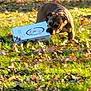 dog, pizza_box, grass, leaves, outdoor, daylight, animal, brown_dog, canine, park, nature, playful, mouth_holding, walking, sunlight, autumn, pet, fun, active, lawn