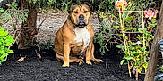 Rufus joined the competition — help win amazing prizes! dog, brown_dog, garden, mulch, greenery, flowers, bushes, outdoor, pet, sitting, nature, plant, shrub, leaf, branch, flora, canine, daylight, quiet, peaceful