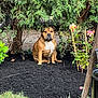 dog, brown_dog, garden, mulch, greenery, flowers, bushes, outdoor, pet, sitting, nature, plant, shrub, leaf, branch, flora, canine, daylight, quiet, peaceful