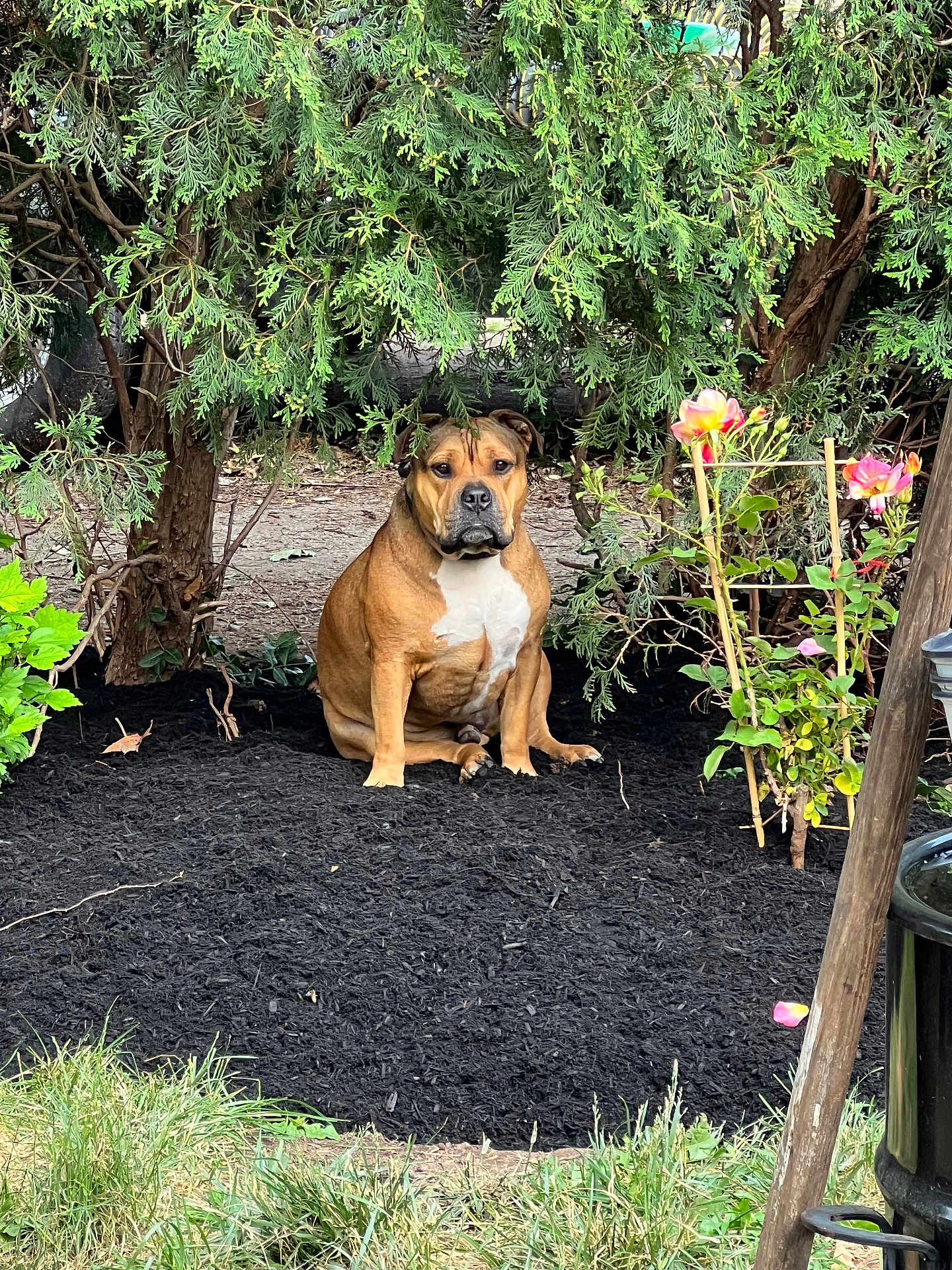 Rufus