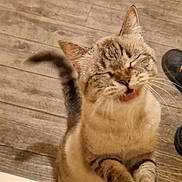 Savane a rejoint le concours — aidez-le/la à gagner de superbes lots ! cat, happy, meowing, wooden_floor, slippers, indoor, pet, feline, tabby, whiskers, ears, tail, close_up, cute, playful, domestic_animal, smiling, fur, animal, mammal