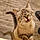 Savane