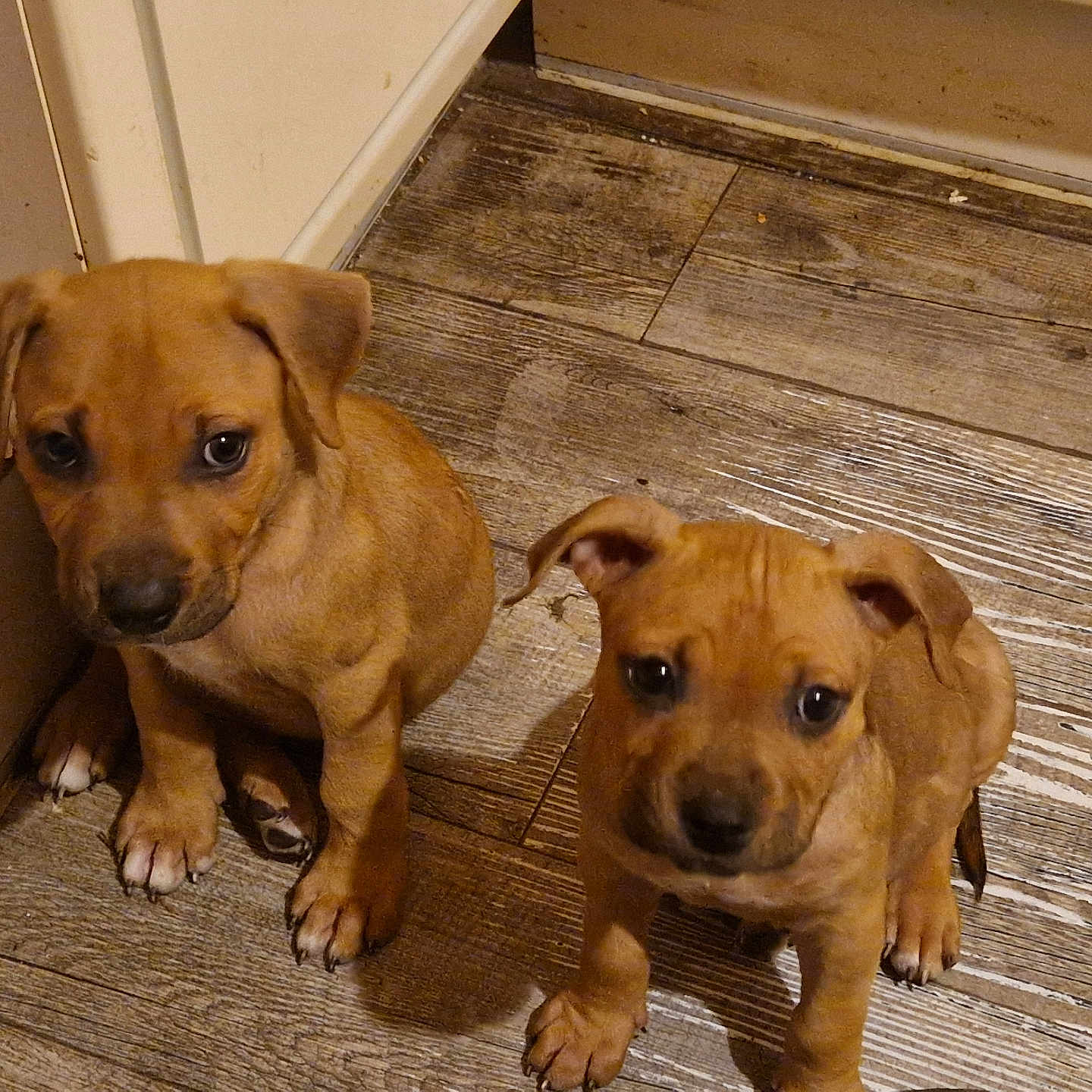 Chaze Et Stella