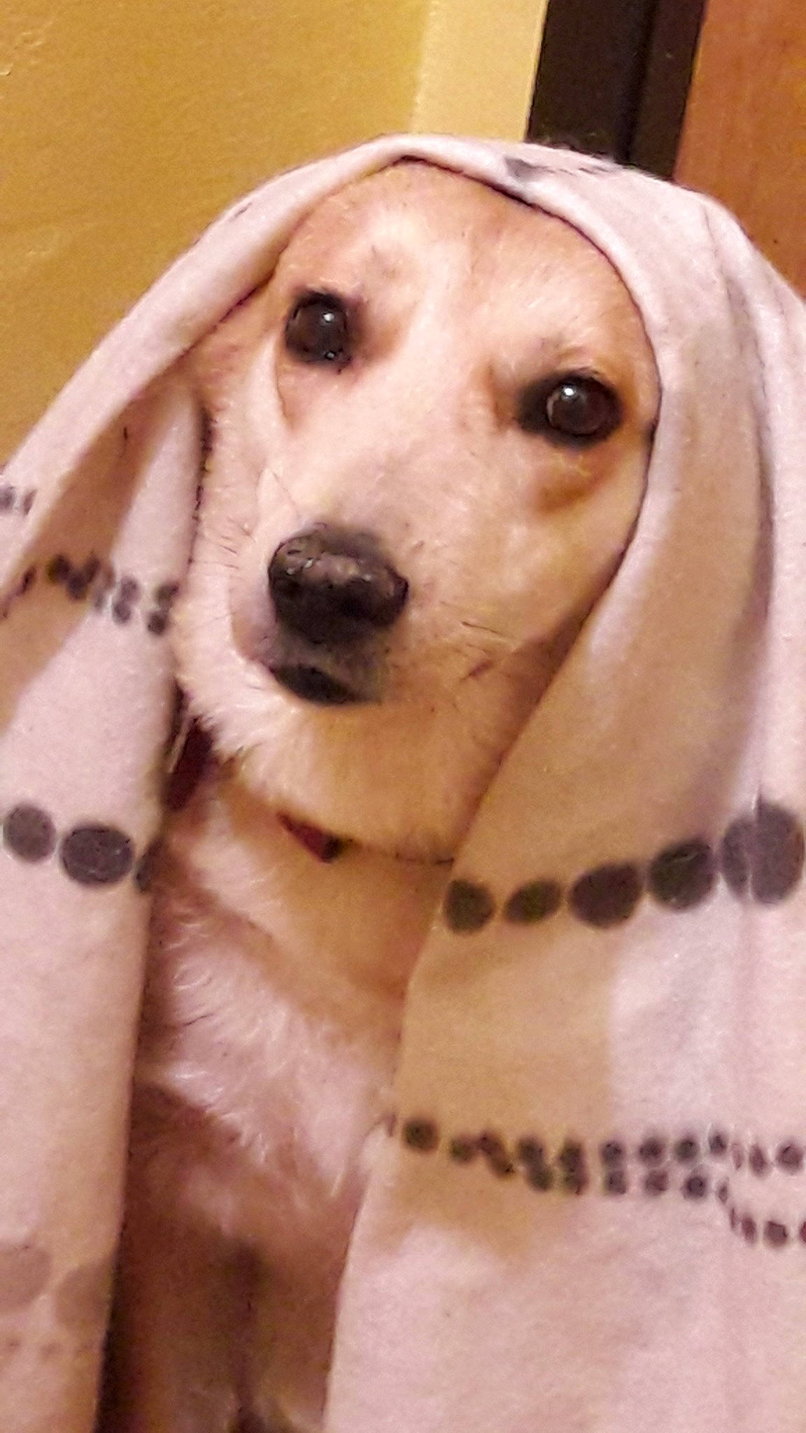 Douce participe au concours pour gagner de l'argent avec cette photo : carnivoran, companion_dog, dog, dog_breed, dog_breed_group, dog_like_mammal, labrador_retriever, nose, puppy, retriever, snout, sporting_group