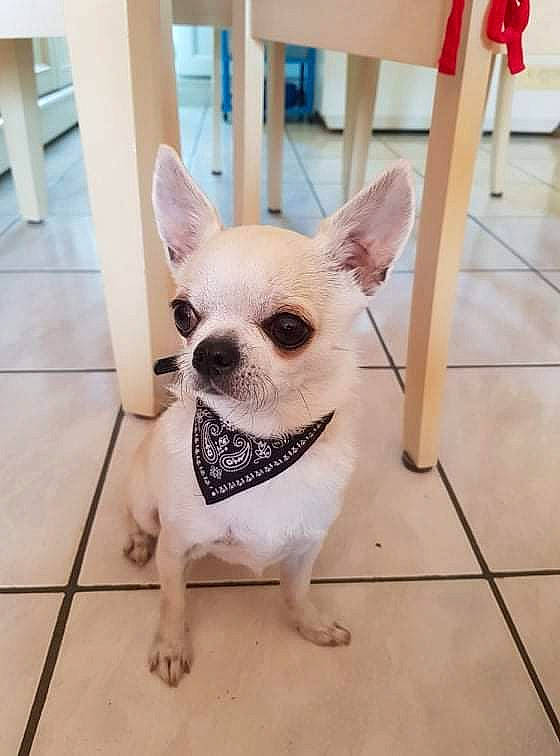 Oddy participe au concours pour gagner de l'argent avec cette photo : canidae, carmine, carnivore, companion_dog, dog, dog_breed, dog_supply, fawn, flooring, font, fur, pattern, snout, tail, terrestrial_animal, tile_flooring, toy_dog, whiskers, wood, working_animal