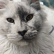 Moscow joined the competition — help win amazing prizes! cat, close_up, fluffy, whiskers, fur, animal, pet, face, eyes, cute, domestic_cat, mammal, portrait, feline, indoor, soft, curious, nose, head, laying_down