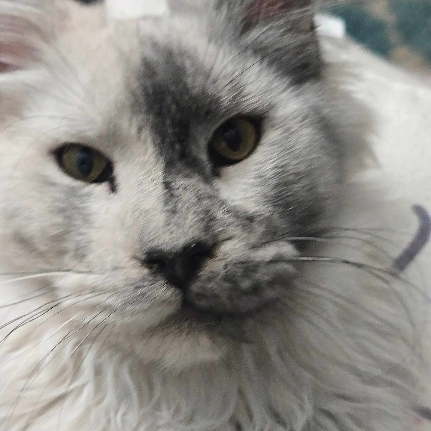 Moscow joined the competition — help win amazing prizes! animal, cat, close_up, curious, cute, domestic_cat, eyes, face, feline, fluffy, fur, head, indoor, laying_down, mammal, nose, pet, portrait, soft, whiskers