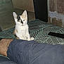 kitten, cat, calico, pet, indoor, person_leg, shorts, bed, blanket, pattern, wall, floor, feline, young_cat, animal, cute, domestic, resting, looking, fur