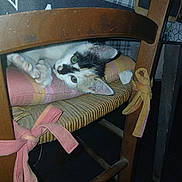 Pistache participe au concours pour gagner de l'argent avec cette photo : kitten, cat, wooden_chair, cushion, indoor, pet, feline, resting, paw, green_eyes, calico, curious, cozy, furniture, home, closeup, animal, cute, playful, domestic