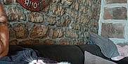 Pistache participe au concours pour gagner de l'argent avec cette photo : cat, kitten, person, couch, stone_wall, vintage_sign, indoor, resting, pet, cozy, feline, whiskers, fur, hand, pillow, casual, relaxing, home, black_shirt, closeup