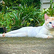 Stardust joined the competition — help win amazing prizes! animal, blue_eyes, cat, closeup, concrete, domestic_cat, ears, feline, fur, garden, greenery, lying_down, nature, outdoor, paws, pet, plants, relaxed, whiskers, white_cat