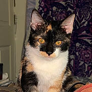 Peaches joined the competition — help win amazing prizes! amber_eyes, animal, bedspread, calico_cat, cat, close_up, colorful, cozy, curious, domestic_cat, ears, feline, fur, household, indoor, patterned_fur, pet, sitting, tapestry, whiskers