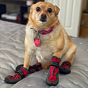 Foxy is registered to the contest to win money with this photo: dog, pet, boots, bed, collar, indoor, cute, small_dog, pink_collar, heart_tag, paws, red_boots, black_boots, looking_at_camera, furniture, home, canine, animal, sitting, closeup