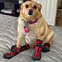dog, pet, boots, bed, collar, indoor, cute, small_dog, pink_collar, heart_tag, paws, red_boots, black_boots, looking_at_camera, furniture, home, canine, animal, sitting, closeup