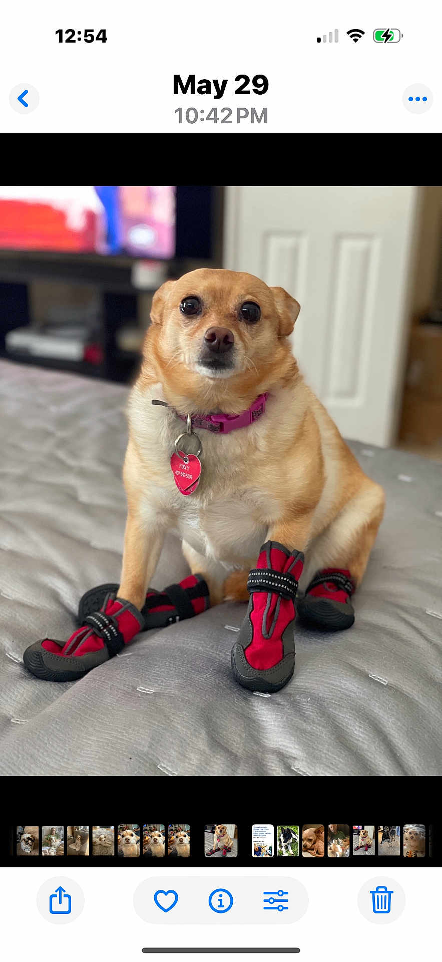 Foxy is registered to the contest to win money with this photo: dog, pet, boots, bed, collar, indoor, cute, small_dog, pink_collar, heart_tag, paws, red_boots, black_boots, looking_at_camera, furniture, home, canine, animal, sitting, closeup