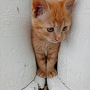 Bosley is registered to the contest to win money with this photo: kitten, cat, orange_tabby, curious, small, young, animal, pet, whiskers, ears, paws, white_pillars, outdoor, closeup, fur, cute, adorable, portrait, looking_down, narrow_space