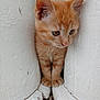 kitten, cat, orange_tabby, curious, small, young, animal, pet, whiskers, ears, paws, white_pillars, outdoor, closeup, fur, cute, adorable, portrait, looking_down, narrow_space