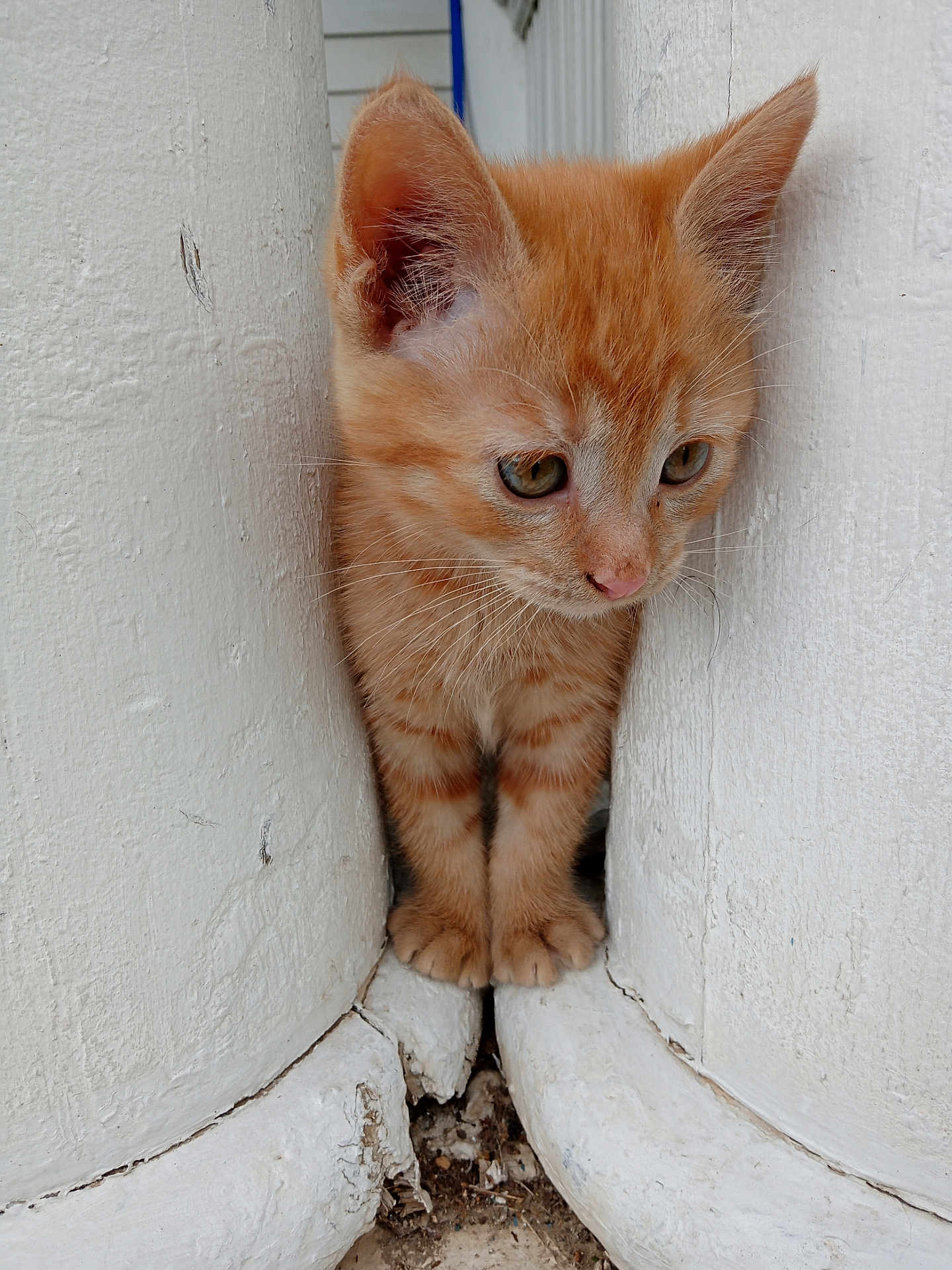 Bosley is registered to the contest to win money with this photo: kitten, cat, orange_tabby, curious, small, young, animal, pet, whiskers, ears, paws, white_pillars, outdoor, closeup, fur, cute, adorable, portrait, looking_down, narrow_space