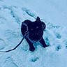 Blackie joined the competition — help win amazing prizes! cat, black_cat, snow, leash, harness, outdoor, animal, pet, winter, paw_prints, feline, cold, fur, nature, walking, blue_tint, mammal, cute, small_animal, playful