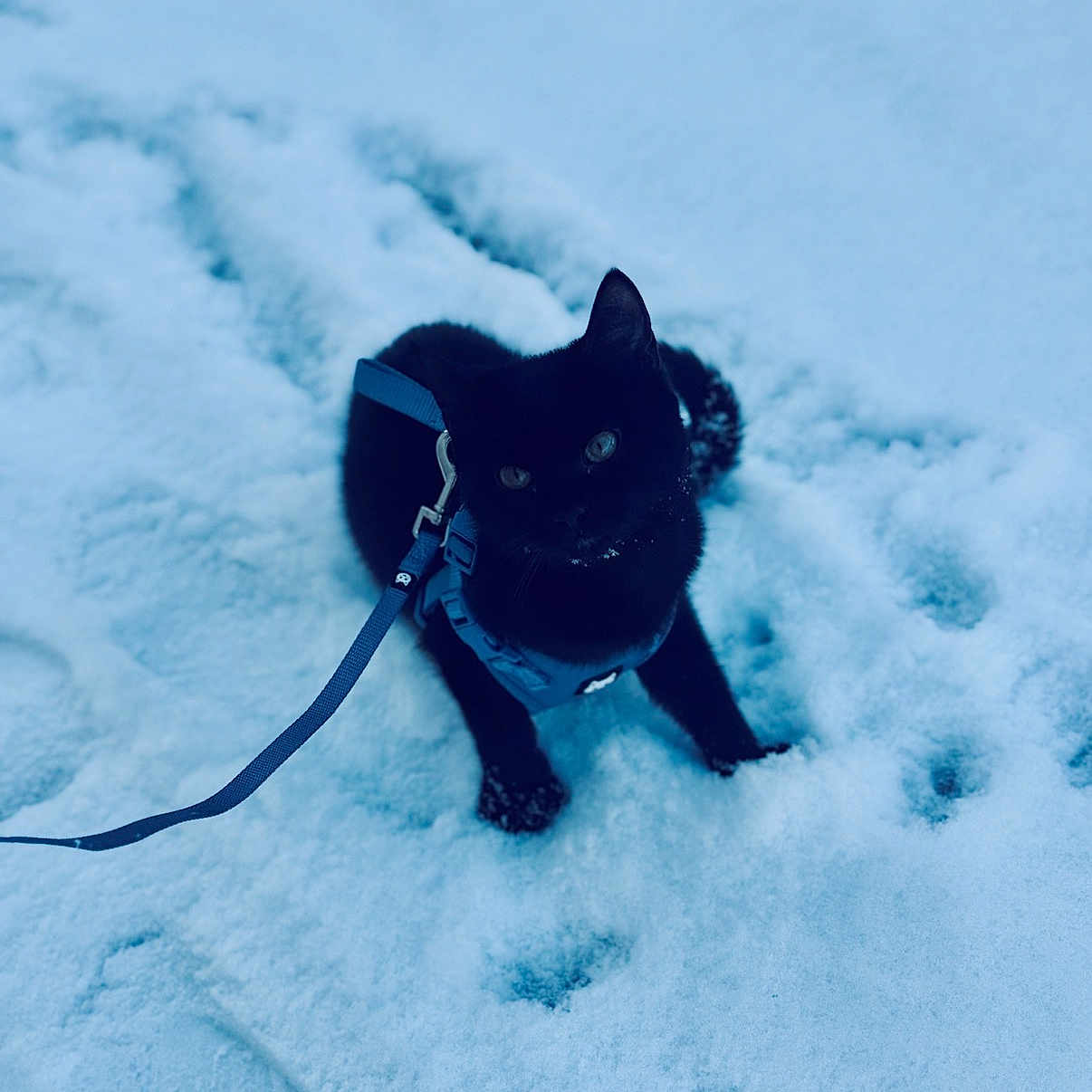 Blackie