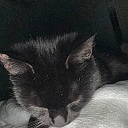 Blackie joined the competition — help win amazing prizes! cat, black_cat, white_blanket, resting, sleeping, close_up, indoor, feline, fur, pet, animal, quiet, cozy, dark, soft_texture, whiskers, ears, face, relaxing, domestic_animal